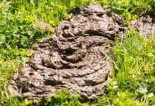 Photo of How to Pick Magic Mushrooms from Cow Patties